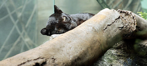 Black Leopard